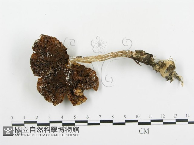 傘菌屬藏品圖，第1張