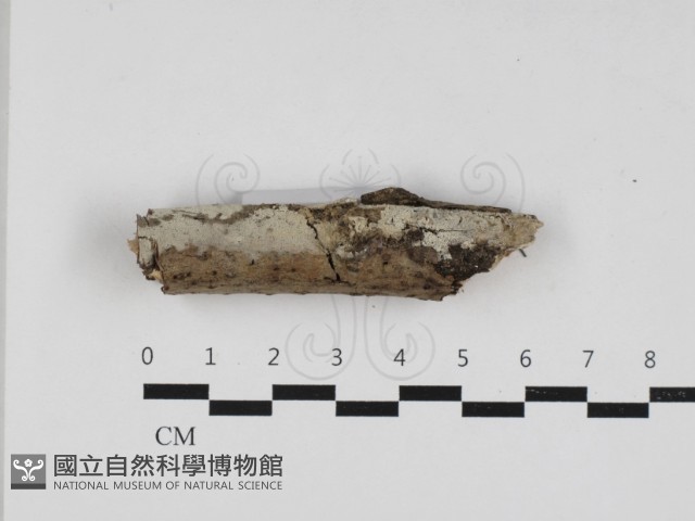 剛毛絲皮菌藏品圖，第1張