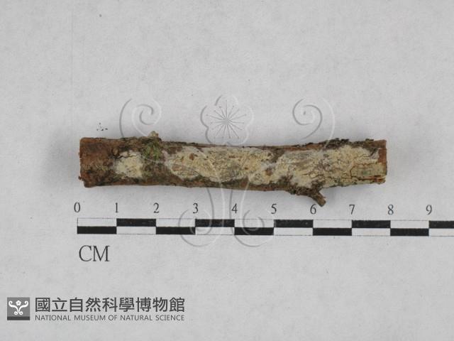 顯絲菌屬藏品圖，第1張