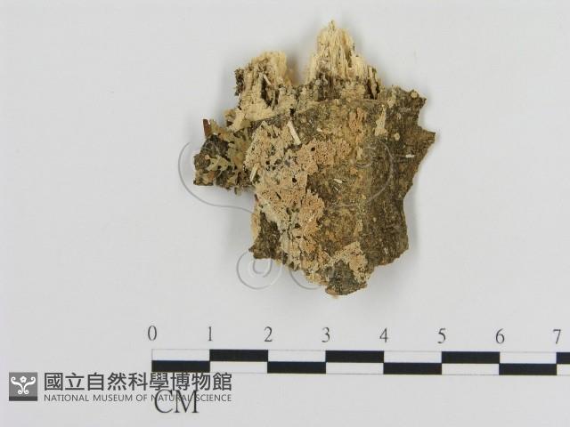 登錄號:F0010333藏品圖，第1張