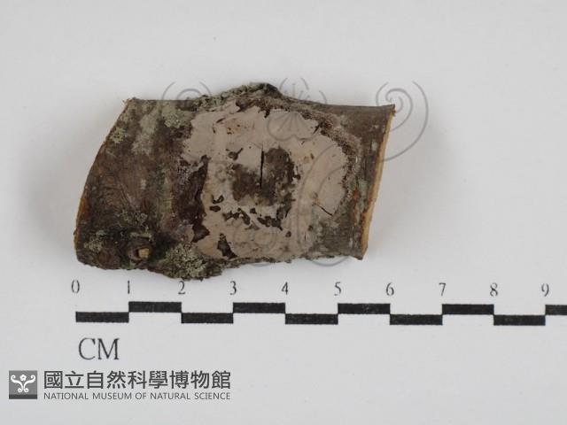 登錄號:F0030333藏品圖，第1張