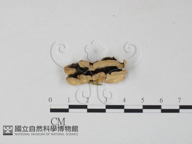 雲芝藏品圖，第1張