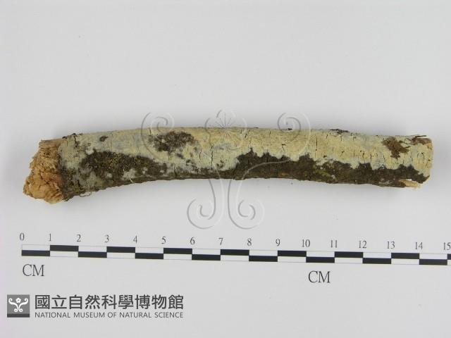 登錄號:F0001333藏品圖，第1張