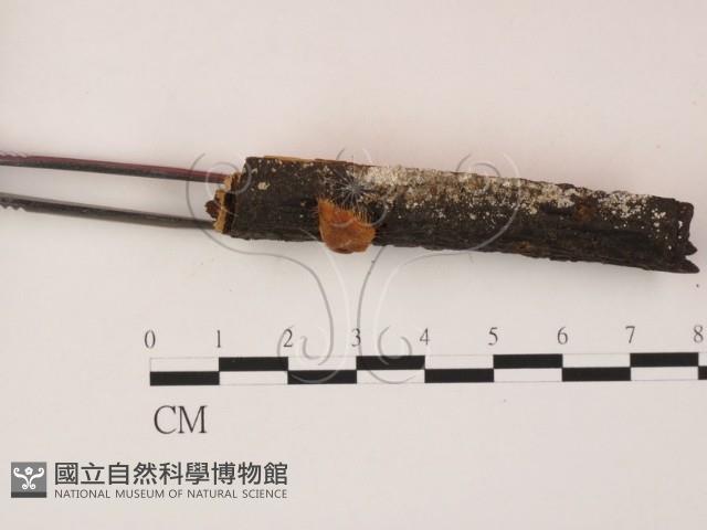 登錄號:F0011333藏品圖，第1張