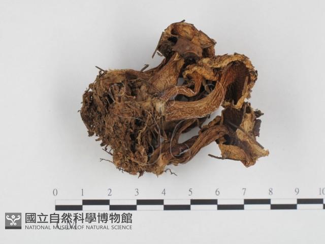 登錄號:F0024333藏品圖，第1張