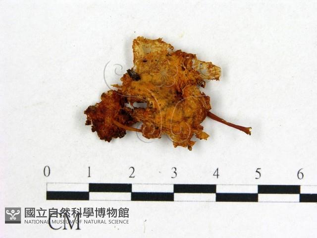 登錄號:F0014333藏品圖，第1張