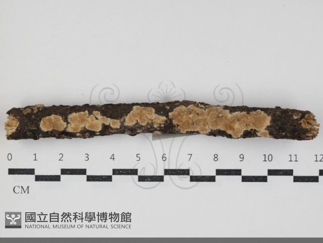 登錄號:F0034333藏品圖，第1張