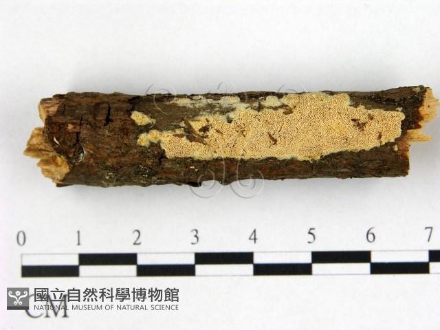 登錄號:F0022333藏品圖，第1張