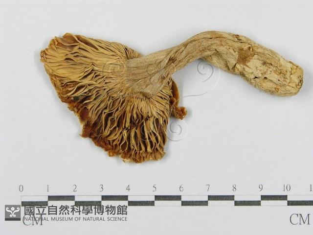 紅菇屬藏品圖，第1張