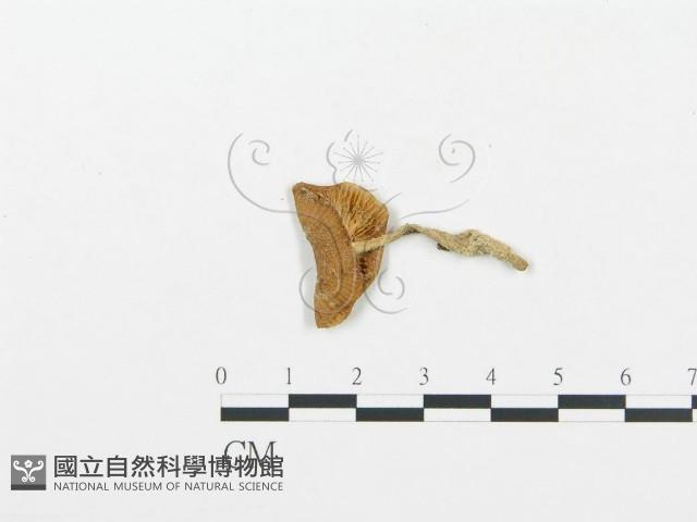 杯傘屬藏品圖，第1張