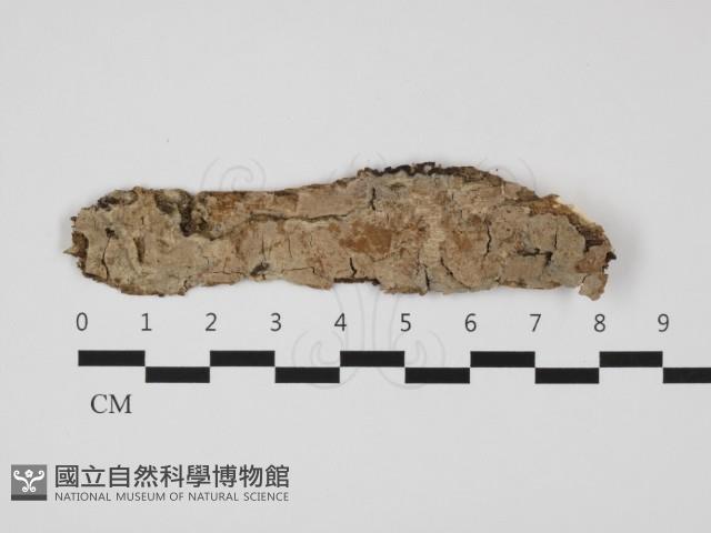 登錄號:F0032333藏品圖，第1張