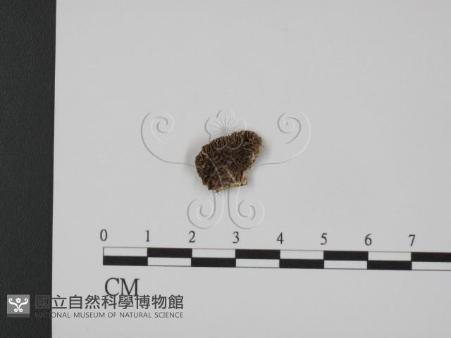 登錄號:F0007333藏品圖，第1張