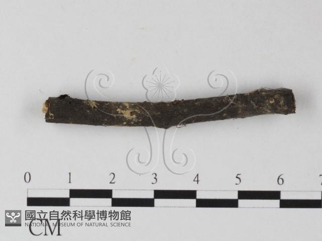登錄號:F0025333藏品圖，第1張