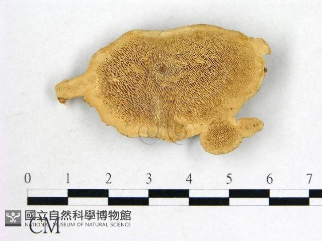 登錄號:F0005333藏品圖，第1張