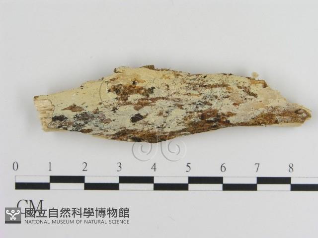 登錄號:F0015333藏品圖，第1張