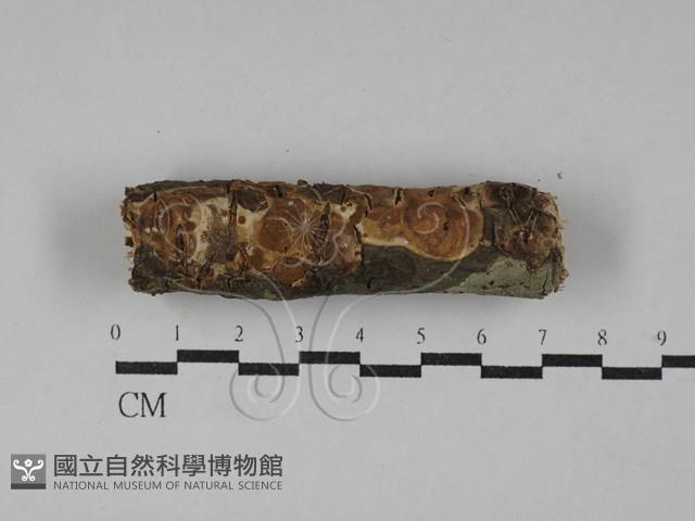 登錄號:F0029333藏品圖，第1張