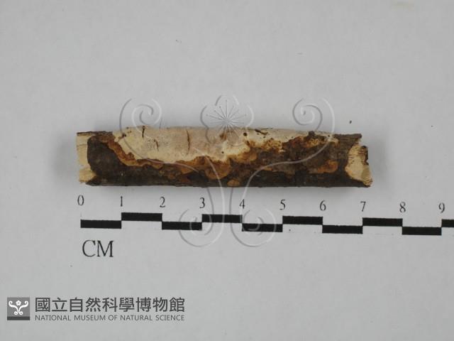 登錄號:F0009333藏品圖，第1張