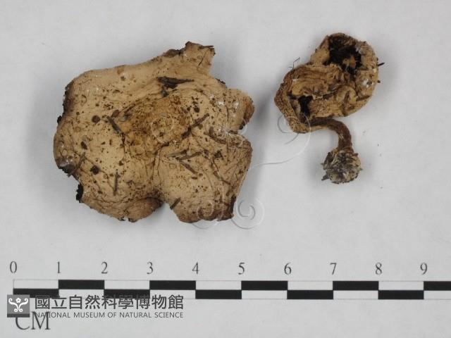 登錄號:F0023333藏品圖，第1張