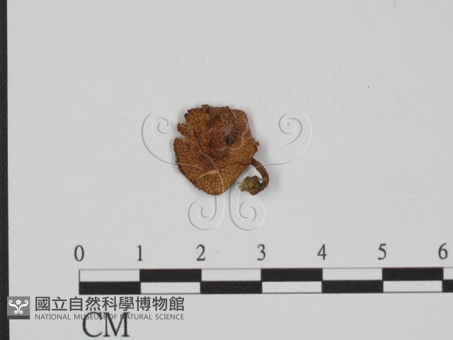 登錄號:F0003333藏品圖，第1張