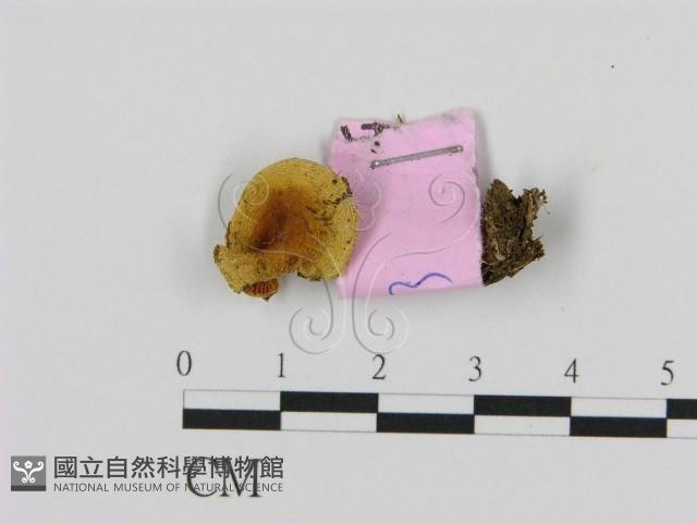 乳菇屬藏品圖，第1張