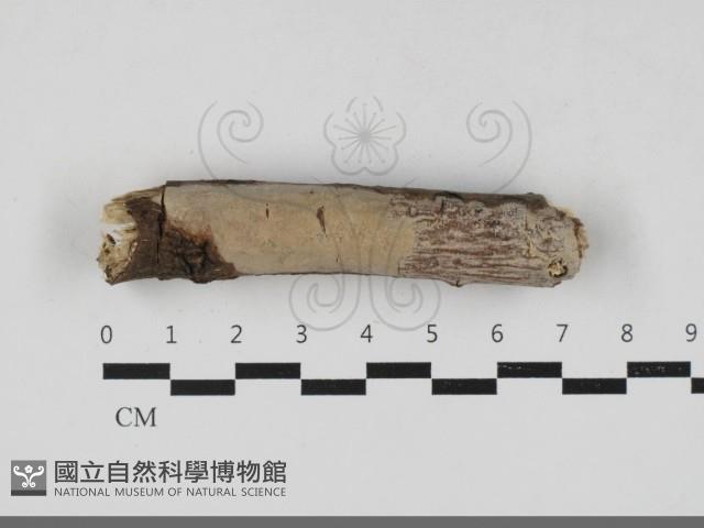 登錄號:F0033333藏品圖，第1張
