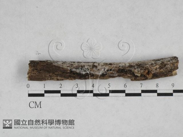 登錄號:F0028273藏品圖，第1張