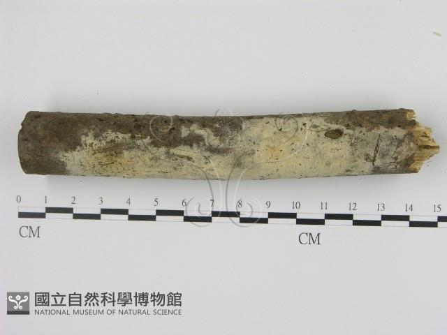 剛毛絲皮菌藏品圖，第1張