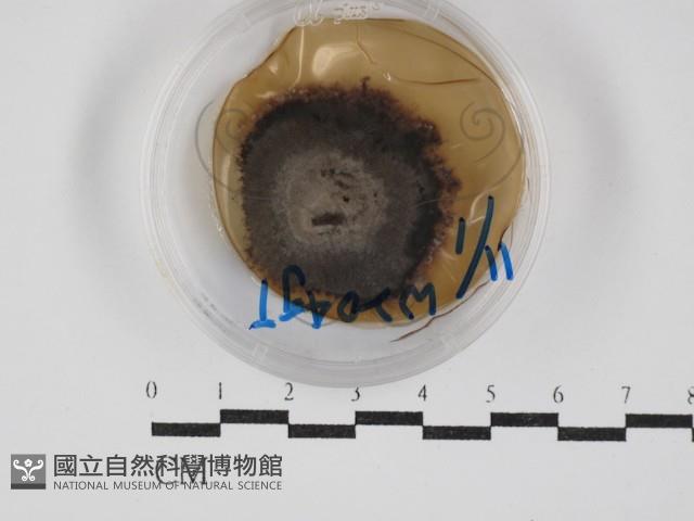 登錄號:F0030273藏品圖，第1張