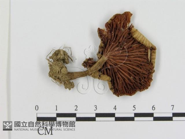 登錄號:F0016273藏品圖，第1張