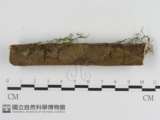刺革菌屬藏品圖，第1張