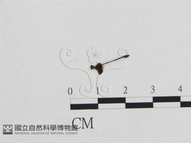 小皮傘屬藏品圖，第1張