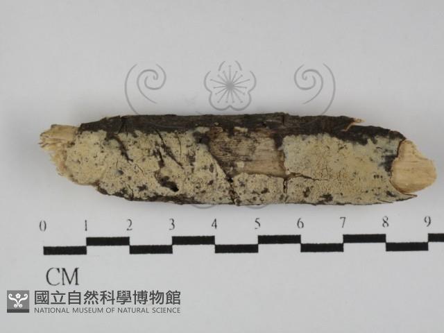 登錄號:F0031273藏品圖，第1張