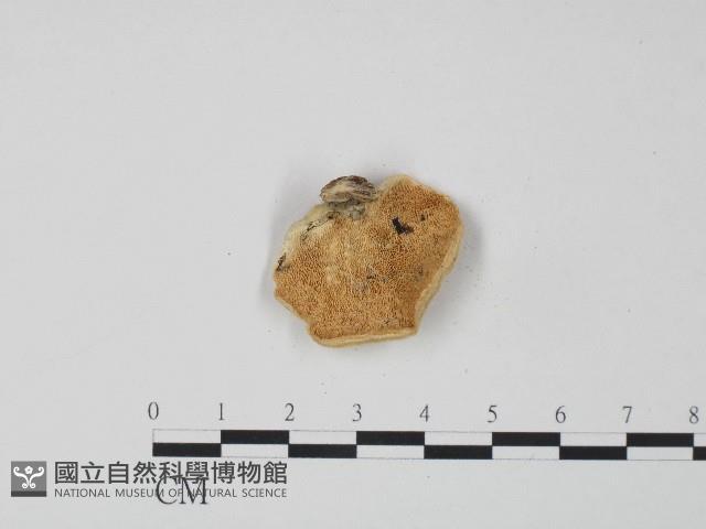登錄號:F0004273藏品圖，第1張