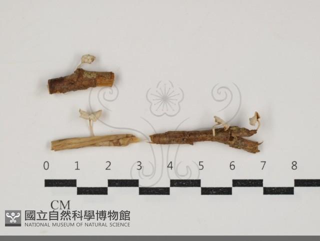 微皮傘屬藏品圖，第1張