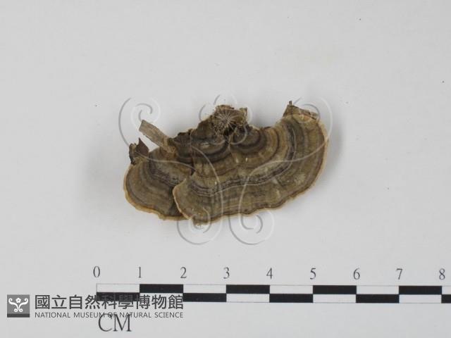 雲芝藏品圖，第1張