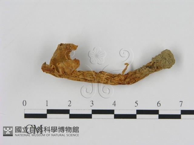 濕傘屬藏品圖，第1張