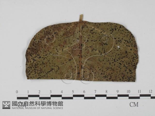 登錄號:F0012273藏品圖，第1張