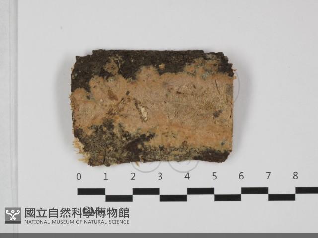 登錄號:F0032273藏品圖，第1張
