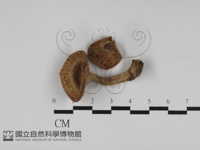 登錄號:F0027273藏品圖，第1張