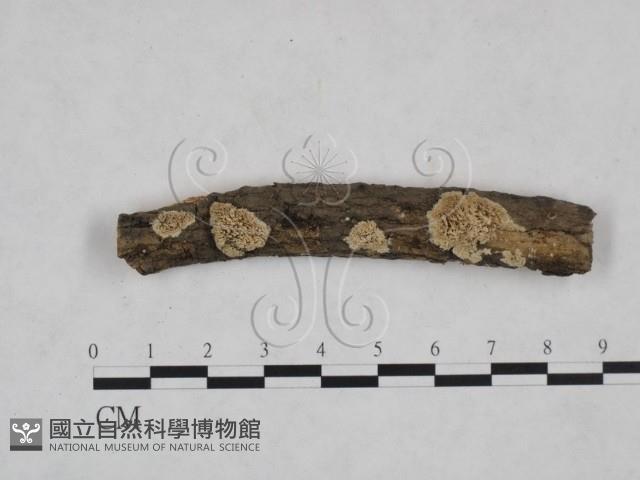 耙菌屬藏品圖，第1張