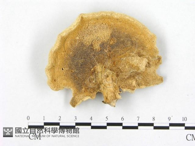 登錄號:F0005273藏品圖，第3張