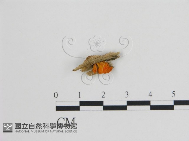 登錄號:F0015273藏品圖，第1張