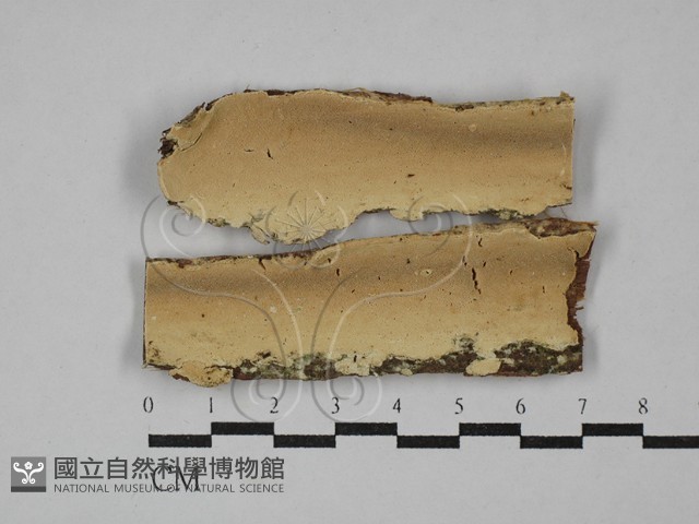 登錄號:F0029273藏品圖，第1張