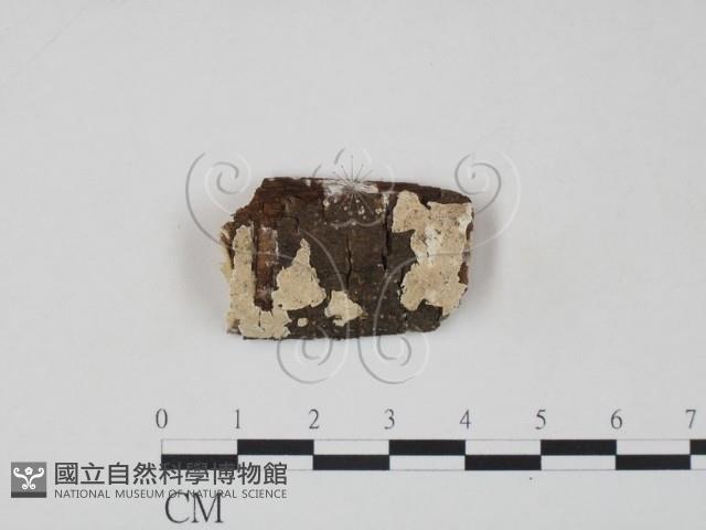 射脈菌屬藏品圖，第1張