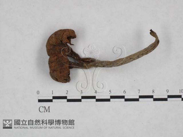 登錄號:F0023273藏品圖，第1張