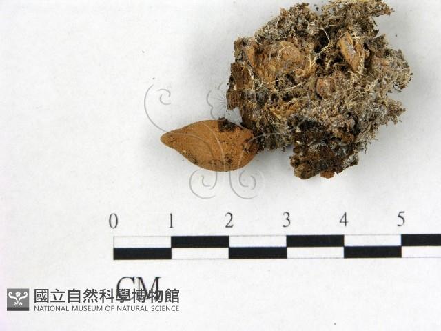 地星屬藏品圖，第1張