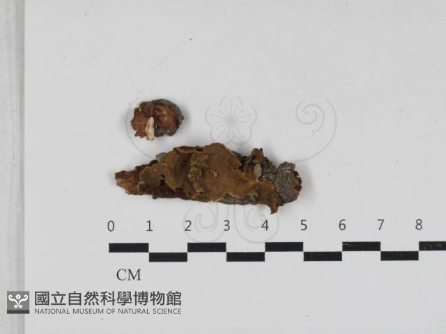 木層孔菌屬藏品圖，第1張