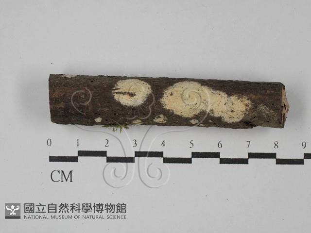 顯絲菌屬藏品圖，第1張