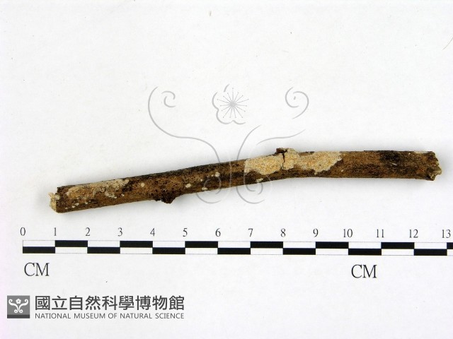 登錄號:F0008873藏品圖，第1張