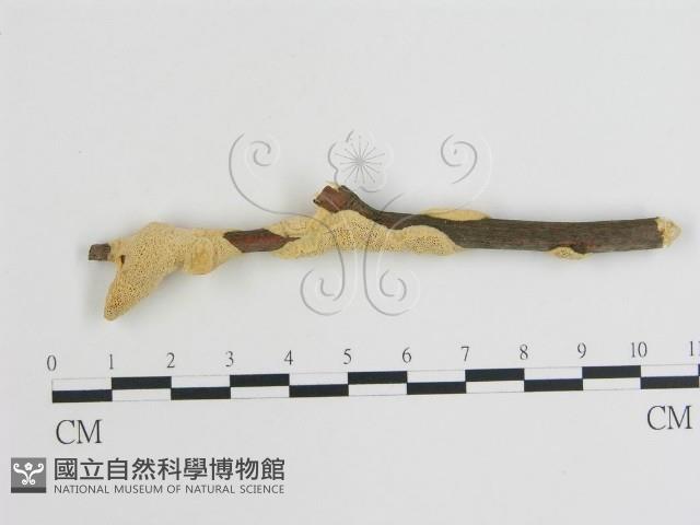 登錄號:F0020873藏品圖，第1張